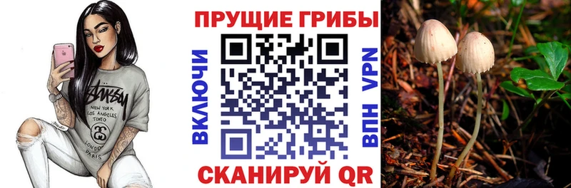 Псилоцибиновые грибы Psilocybine cubensis  Нолинск 
